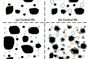  12 Hydration model of control and NT samples 