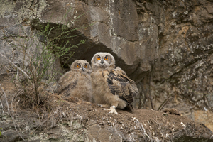  1 Rare bird species such as the eagle owl and … 