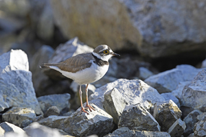  2 … the little ringed plover like to nest in abandoned quarries 