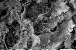  8 SEM images of different samples(a) Control-1 d 