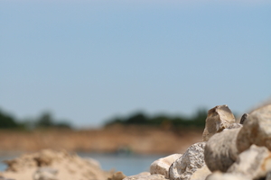  1 Impression from the Holcim Schalkholz gravel plant (Schleswig-Holstein) 