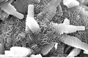  4 Brucite crystallization in a grout 