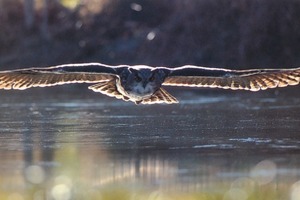  Eagle Owl in deep flight 