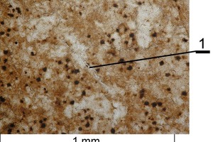  	Mikrogefüge des Branntkalks aus dem Devon-Kalkstein mit Makrorissen durch die thermische Zersetzung (1) 