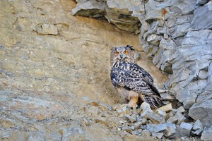  3 Back in its habitat – the young Eagle Owl 