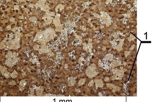  	Mikrogefüge des Branntkalks aus dem Trias-Kalkstein mit Makrorissen durch die thermische Zersetzung (1) 