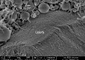  	NanoSEM (HV: 2 kV), M2-Bruchfläche, Alter 2 d: Bindemittelmatrix mit kurznadeligen Reaktionsprodukten (Pfeil) zwischen SF-Kugeln, HÜS-Korn mit Lösungsstrukturen 