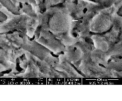  	NanoSEM (HV: 2kV), M1-Bruchfläche, Alter 28d, Wasserlagerung: UHPC-Matrix und SF-Partikel mit geringen Lösungsstrukturen 