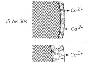 2 Formation of a continuous envelope of reaction products on the surface of the C3S particles in the early phase of hydration [12]