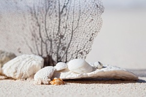 Antetype for Calera technology: construction of corals and sea shell