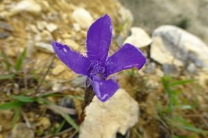 4 Gentianella germanica is known in English as the “Chiltern Gentian”