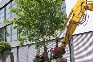 2 To mark the 150th company anniversary, an oak tree was planted as a symbol of tradition