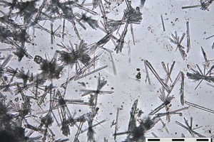 9 α-HH after 160 mins of hydration