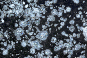 8 Expanded aluminosilicate at 95-x magnification