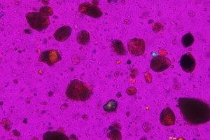 3 Distribution of glass grains in calcined clay (20x, x-nicols) [1, 2]